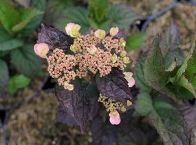 Hortenzie pilovitá 'Daredevil' - Hydrangea serrata 'Daredevil'
