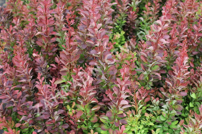 Dřišťál Thunbergův 'Red Rocket' - Berberis thunbergii 'Red Rocket'