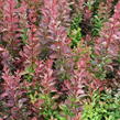 Dřišťál Thunbergův 'Red Rocket' - Berberis thunbergii 'Red Rocket'