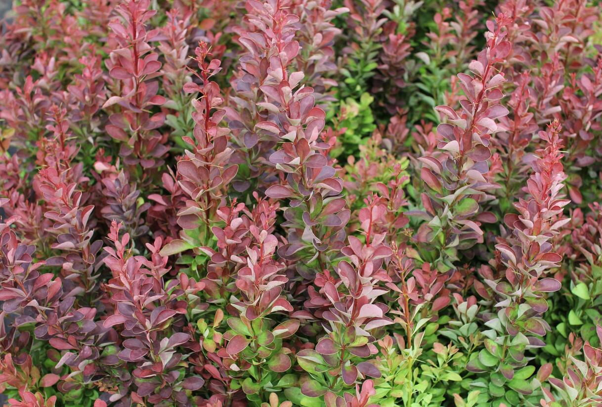 Dřišťál Thunbergův 'Red Rocket' - Berberis thunbergii 'Red Rocket'