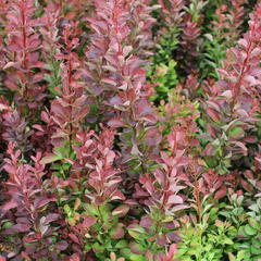 Dřišťál Thunbergův 'Red Rocket' - Berberis thunbergii 'Red Rocket'