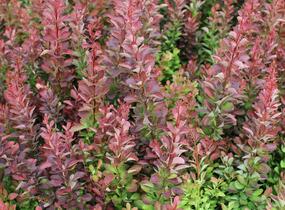 Dřišťál Thunbergův 'Red Rocket' - Berberis thunbergii 'Red Rocket'