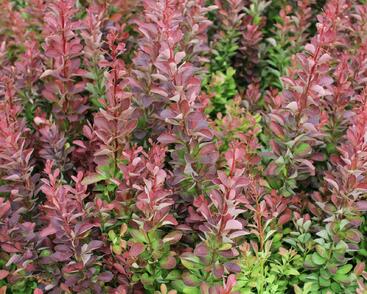 Dřišťál Thunbergův 'Red Rocket'