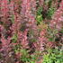 Berberis thunbergii 'Red Rocket'.JPG