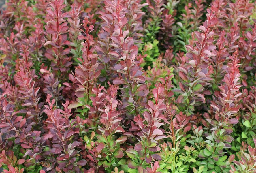 Dřišťál Thunbergův 'Red Rocket' - Berberis thunbergii 'Red Rocket'