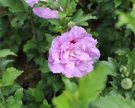 Ibišek syrský 'Chiffon Lavender'