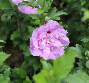 Ibišek syrský 'Lavender Chiffon' - Hibiscus syriacus 'Lavender Chiffon'
