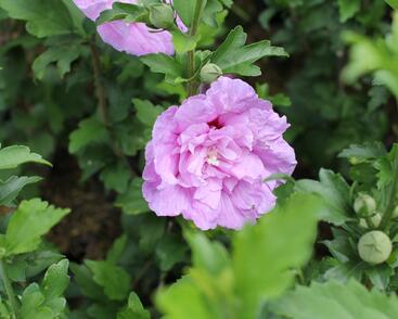 Ibišek syrský 'Chiffon Lavender'