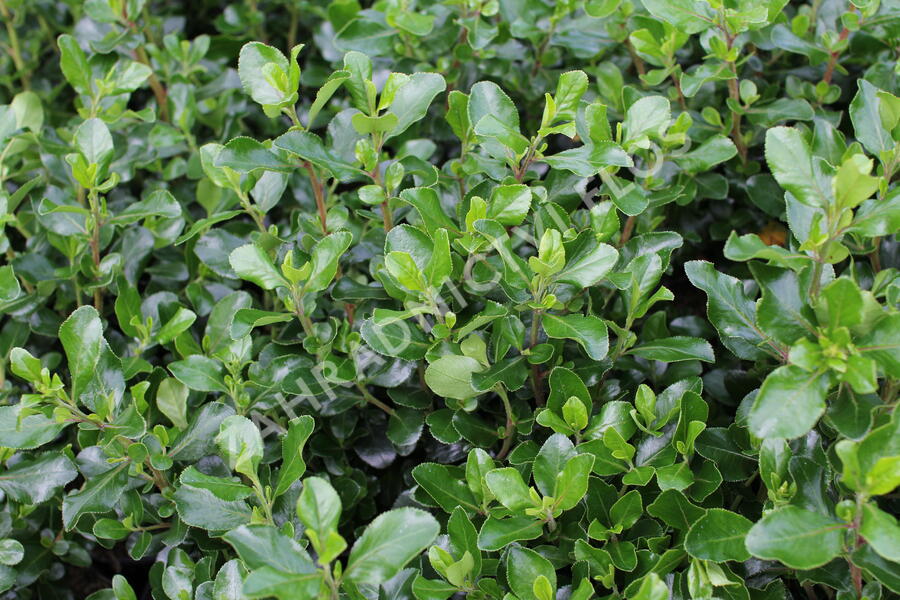 Zábluda 'Iveyi' - Escallonia 'Iveyi'
