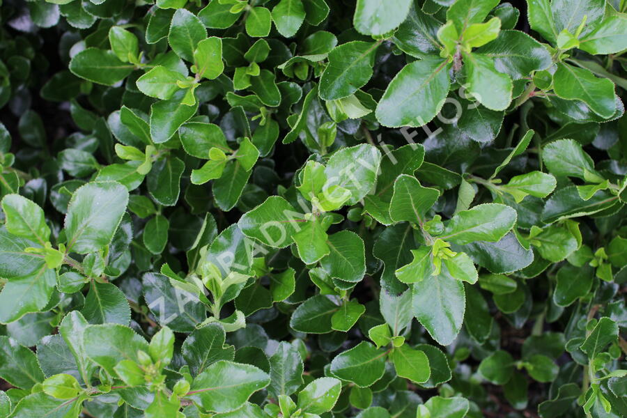 Zábluda 'Iveyi' - Escallonia 'Iveyi'