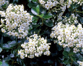 Zábluda 'Iveyi'