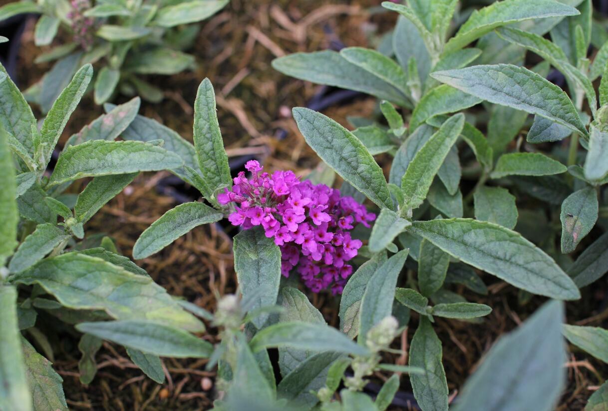Motýlí keř, Komule Davidova 'Summer Bird Rose' - Buddleja davidii 'Summer Bird Rose'