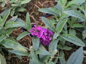 Motýlí keř, Komule Davidova 'Summer Bird Rose' - Buddleja davidii 'Summer Bird Rose'