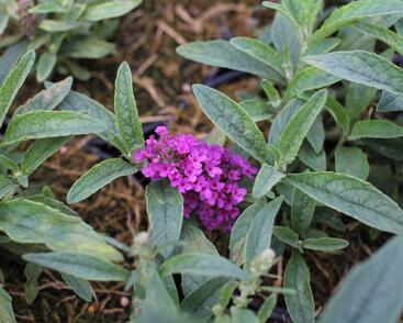 Motýlí keř, Komule Davidova 'Summer Bird Rose'