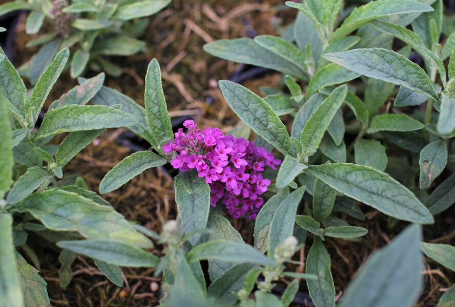 Motýlí keř, Komule Davidova 'Summer Bird Rose' - Buddleja davidii 'Summer Bird Rose'