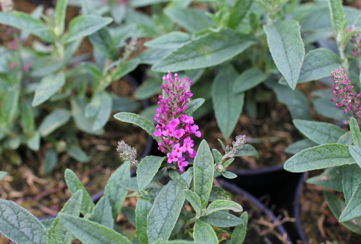 Motýlí keř, Komule Davidova 'Summer Bird Rose' - Buddleja davidii 'Summer Bird Rose'