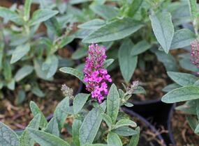 Motýlí keř, Komule Davidova 'Summer Bird Rose' - Buddleja davidii 'Summer Bird Rose'