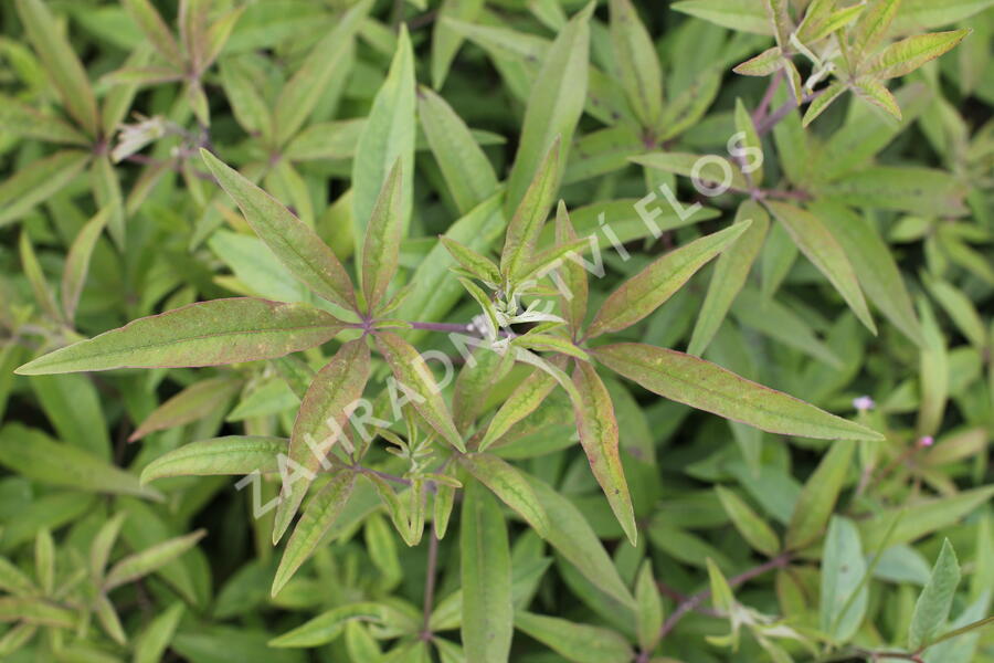 Drmek obecný 'Santamaria' - Vitex agnus castus 'Santamaria'