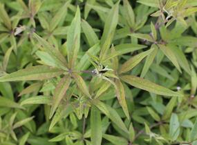 Drmek obecný 'Santamaria' - Vitex agnus castus 'Santamaria'