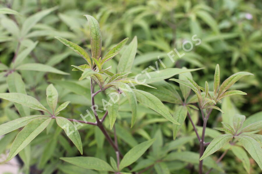 Drmek obecný 'Santamaria' - Vitex agnus castus 'Santamaria'