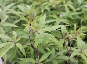 Drmek obecný 'Santamaria' - Vitex agnus castus 'Santamaria'