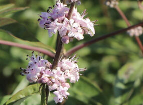 Drmek obecný 'Santamaria' - Vitex agnus castus 'Santamaria'