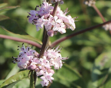 Drmek obecný 'Santamaria'