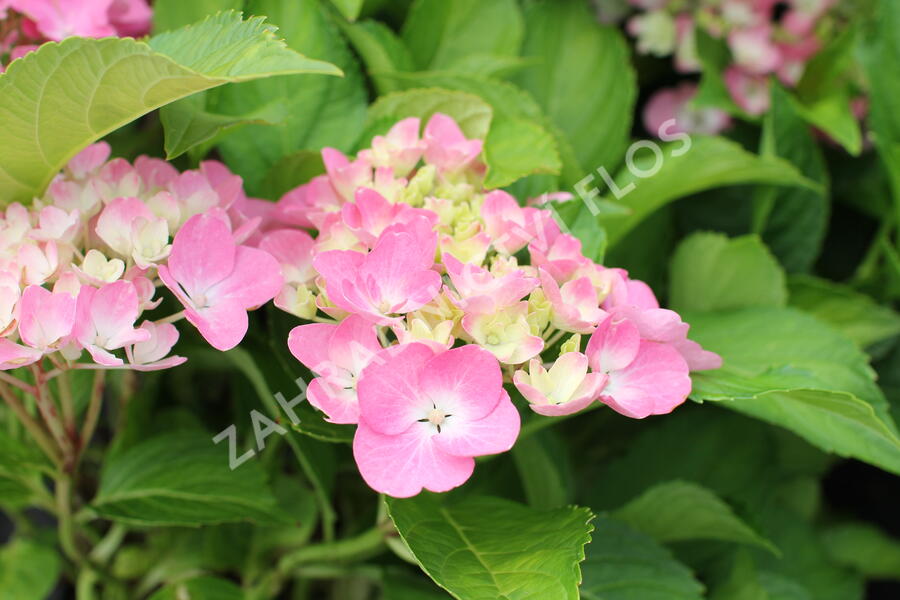 Hortenzie velkolistá 'Adria' - Hydrangea macrophylla 'Adria'