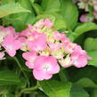 Hortenzie velkolistá 'Adria' - Hydrangea macrophylla 'Adria'