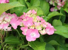 Hortenzie velkolistá 'Adria' - Hydrangea macrophylla 'Adria'
