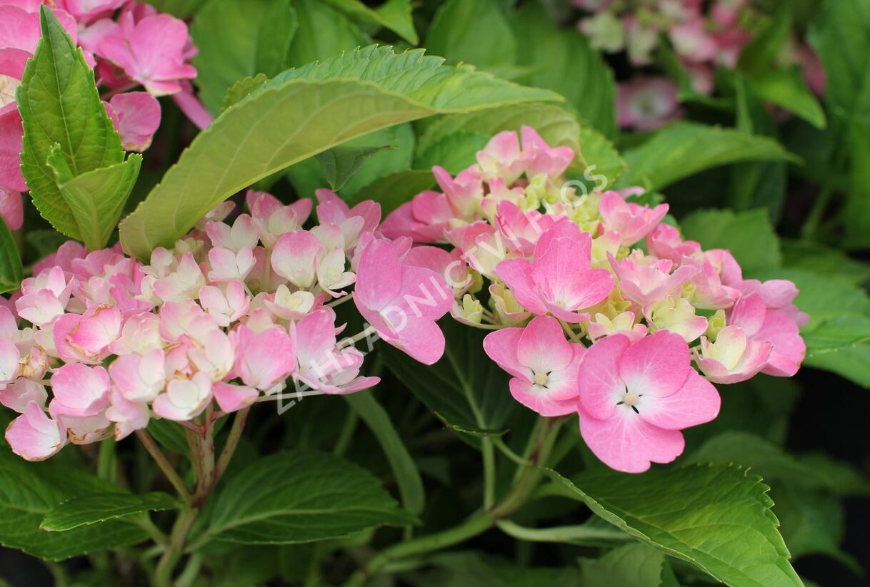 Hortenzie velkolistá 'Adria' - Hydrangea macrophylla 'Adria'