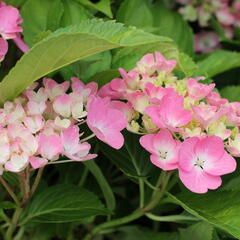 Hortenzie velkolistá 'Adria' - Hydrangea macrophylla 'Adria'