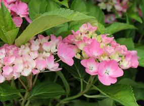 Hortenzie velkolistá 'Adria' - Hydrangea macrophylla 'Adria'