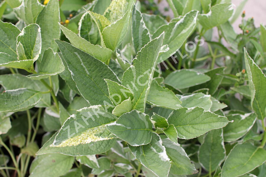 Hortenzie velkolistá 'Tricolor' - Hydrangea macrophylla 'Tricolor'