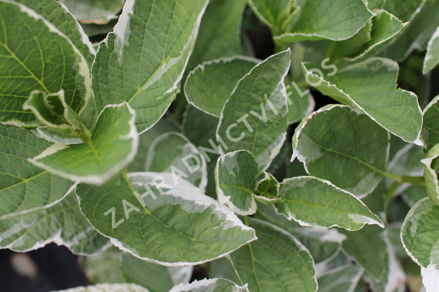 Hortenzie velkolistá 'Tricolor' - Hydrangea macrophylla 'Tricolor'