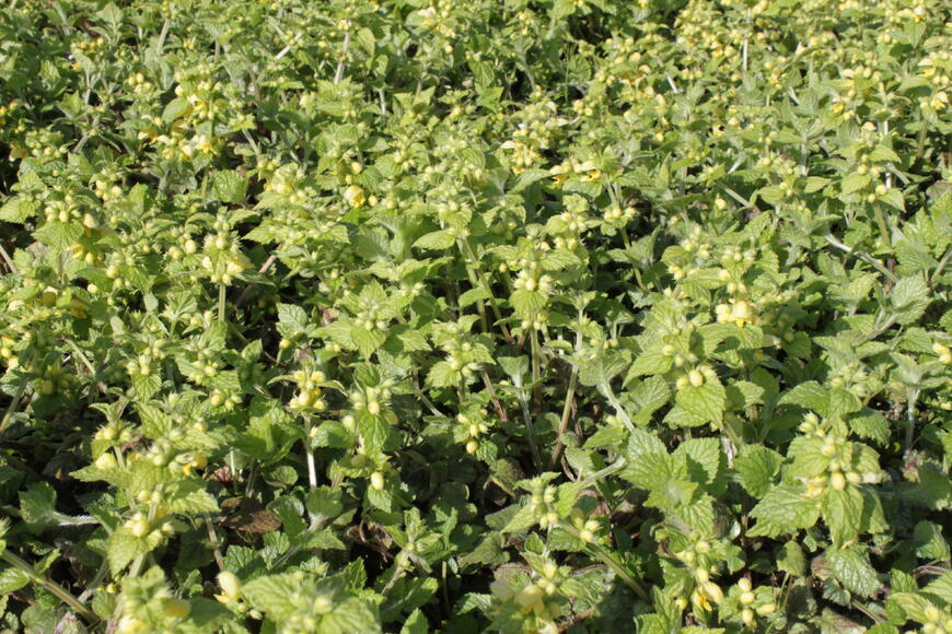 Lamiastrum galeobdolon ''Kirkcudbright Dwarf'' (4)