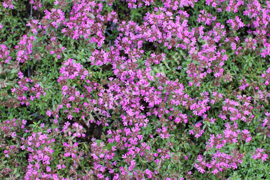 Mateřídouška časná 'Creeping Red' - Thymus praecox 'Creeping Red'