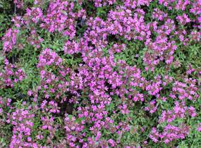 Mateřídouška časná 'Creeping Red' - Thymus praecox 'Creeping Red'