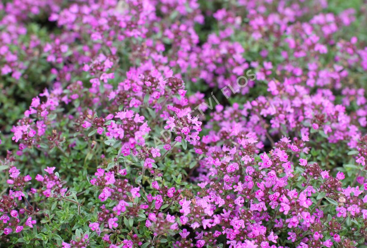 Mateřídouška časná 'Creeping Red' - Thymus praecox 'Creeping Red'
