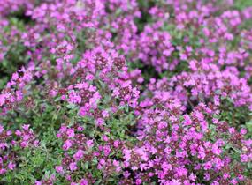 Mateřídouška časná 'Creeping Red' - Thymus praecox 'Creeping Red'