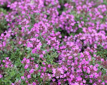 Mateřídouška časná 'Creeping Red'