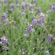 Levandule úzkolistá 'Vienco Blue' - Lavandula angustifolia 'Vienco Blue'