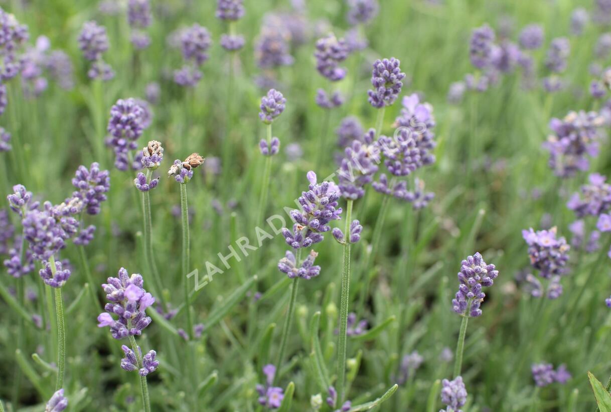 Levandule úzkolistá 'Vienco Blue' - Lavandula angustifolia 'Vienco Blue'