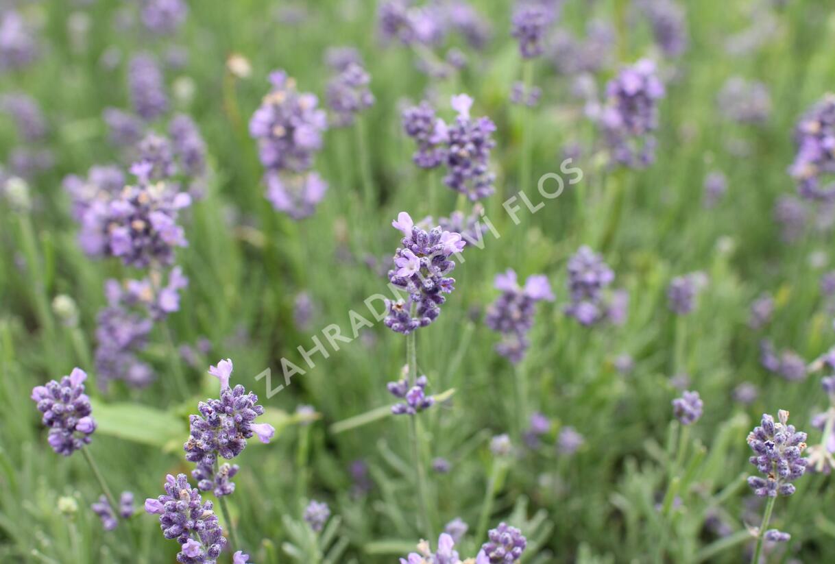 Levandule úzkolistá 'Vienco Blue' - Lavandula angustifolia 'Vienco Blue'