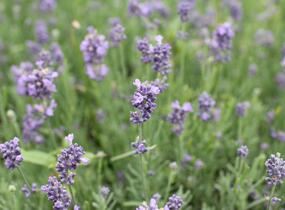 Levandule úzkolistá 'Vienco Blue' - Lavandula angustifolia 'Vienco Blue'