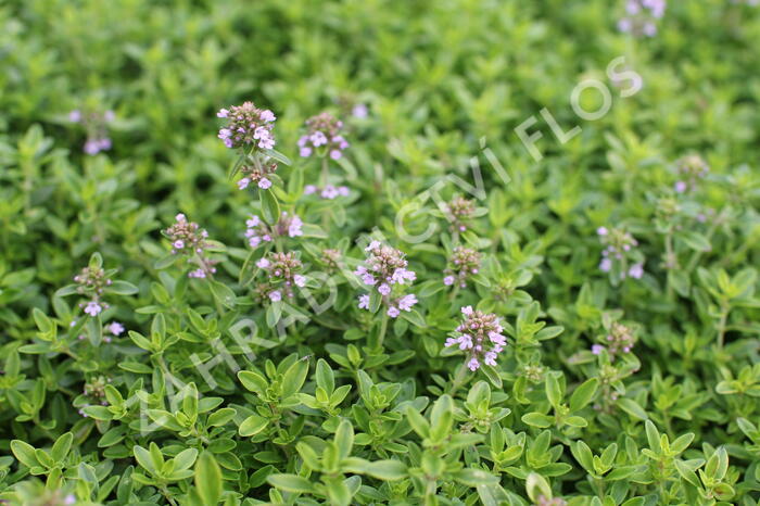 Mateřídouška citrónová 'Goldy' - Thymus citriodorus 'Goldy'