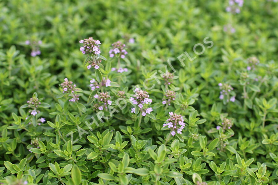 Mateřídouška citrónová 'Goldy' - Thymus citriodorus 'Goldy'