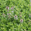 Mateřídouška citrónová 'Goldy' - Thymus citriodorus 'Goldy'