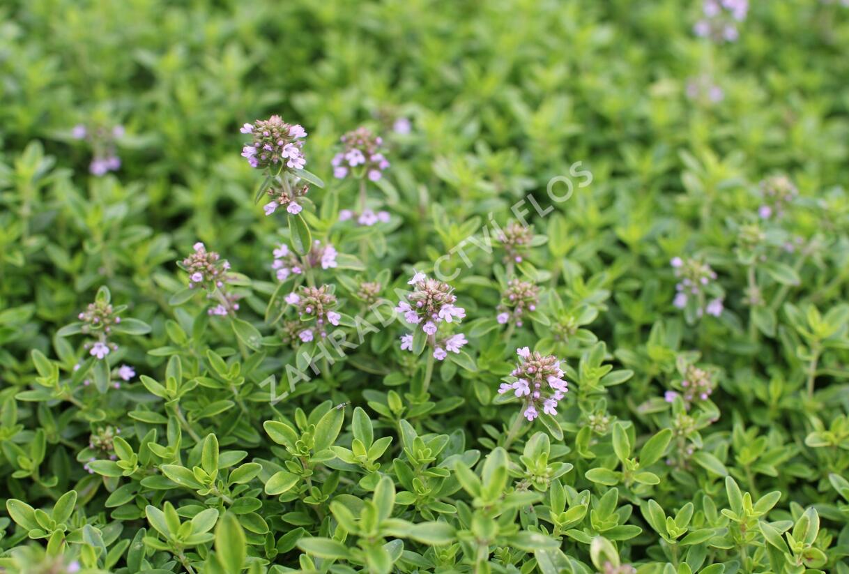 Mateřídouška citrónová 'Goldy' - Thymus citriodorus 'Goldy'