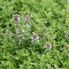 Mateřídouška citrónová 'Goldy' - Thymus citriodorus 'Goldy'